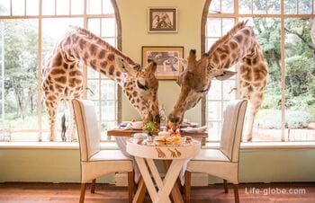 Отель Усадьба Жирафов, Кения (Giraffe Manor) - отель с жирафами в Найроби