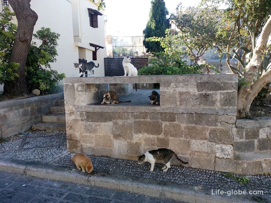 Кошки на Родосе, Греция