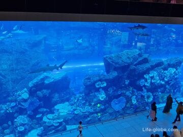 Аквариум Дубая в Дубай Молле (Дубайский аквариум, Dubai Aquarium)