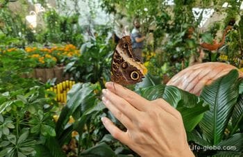 Сад бабочек, Дубай (парк бабочек, Dubai Butterfly Garden)