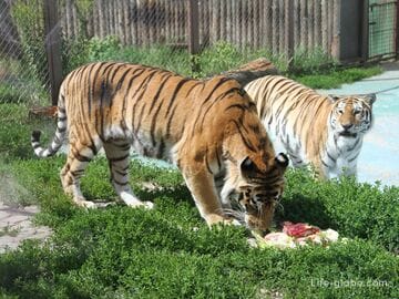 Зоопарк Лимпопо, Нижний Новгород: животные, фото, сайт, адрес