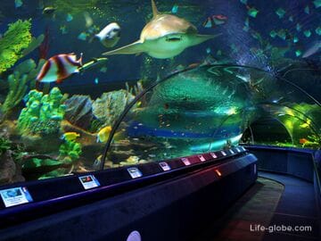 Океанариум Санкт-Петербург: рыбы, животные, сайт, билеты, фото