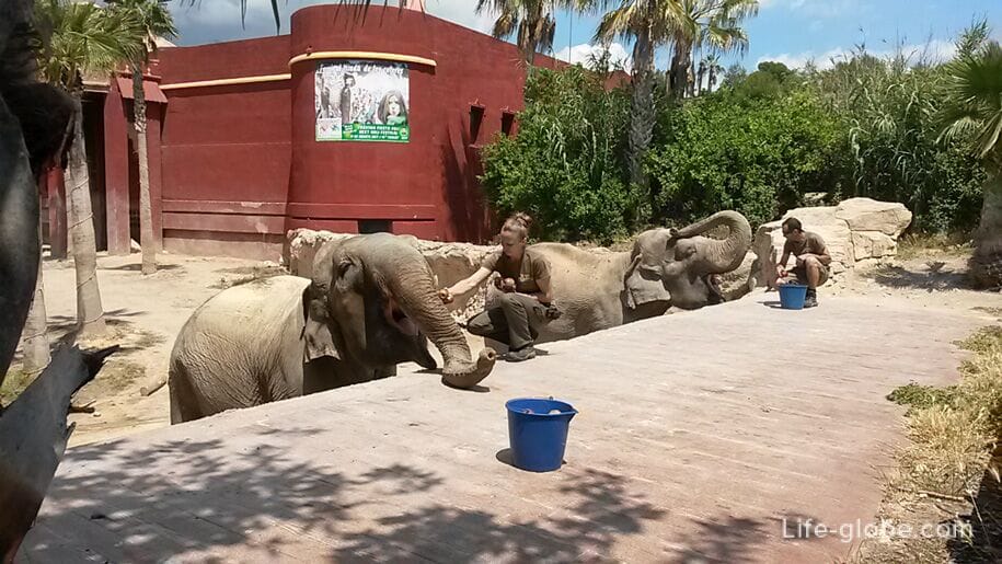 Кормление слонов в парке Терра Натура, Бенидорм