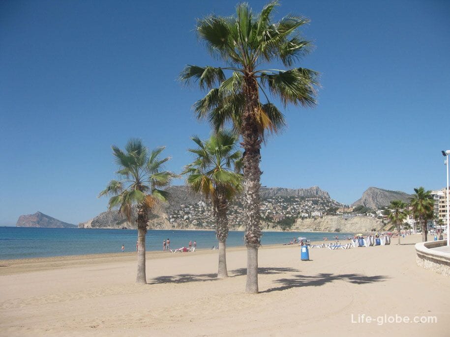Palm trees on the Arenal Bol beach, Spain