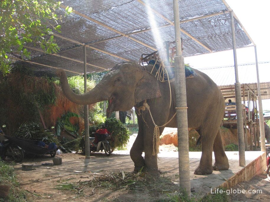 Слоновья ферма Elephant Station, по пути до Биг Будды, Пхукет