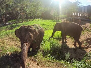 Elefanten in Phuket (Elefantenfarmen und -reservate): Kontakt mit Elefanten, Elefantenreiten, Ausflüge, Fotos