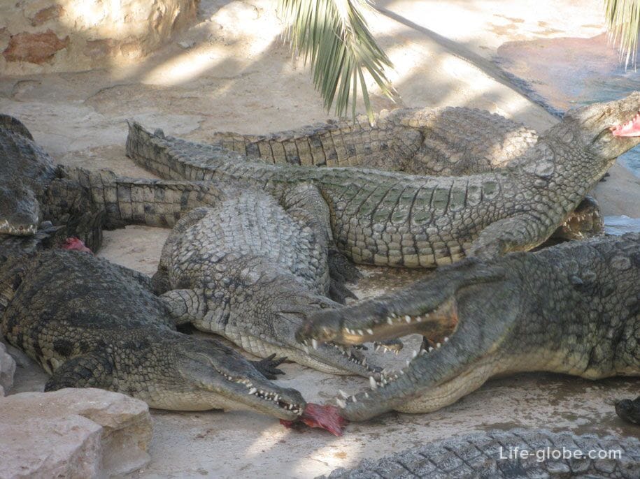 Достопримечательности острова Джерба - Крокодиловая ферма