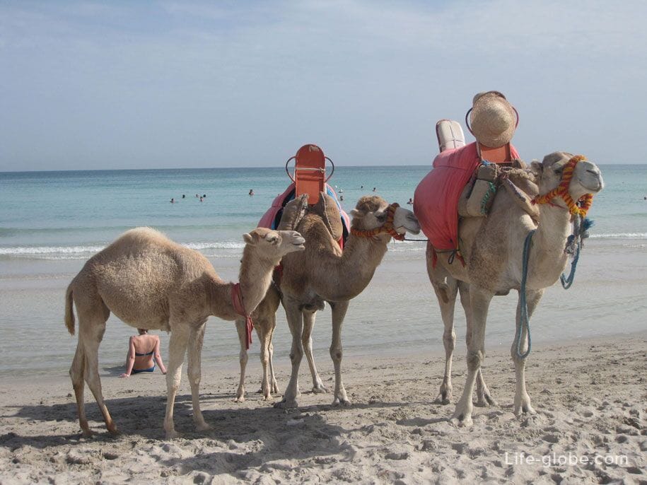 Верблюды на пляже отеля Джерба Плаза, Тунис