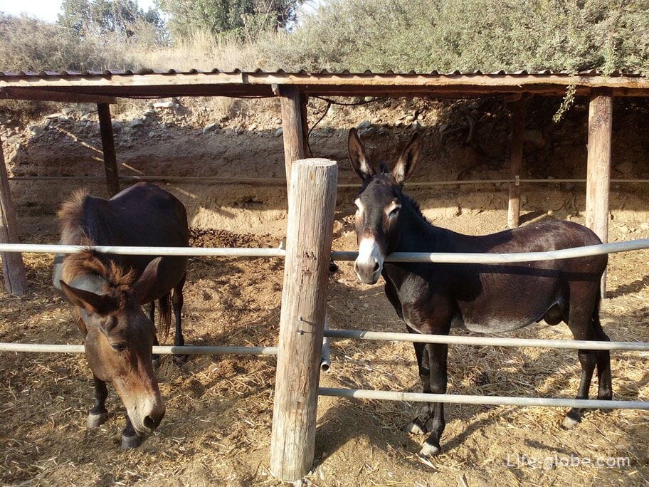 donkeys in Cyprus