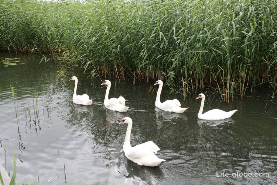 swans on the Curonian Lagoon