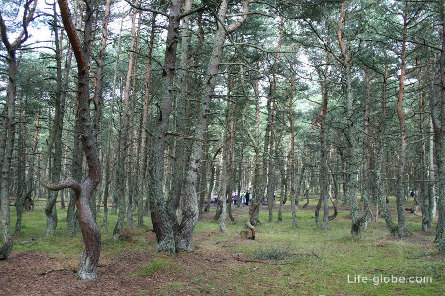 Dancing forest on the Curonian Spit