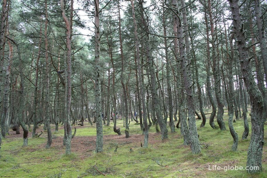 Dancing forest Kaliningrad