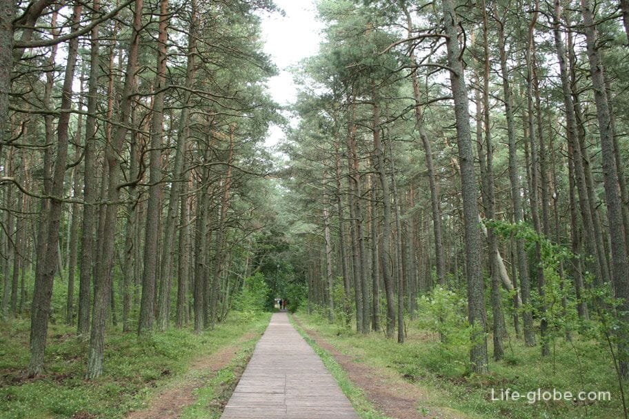the road to the dunes of the Curonian Spit