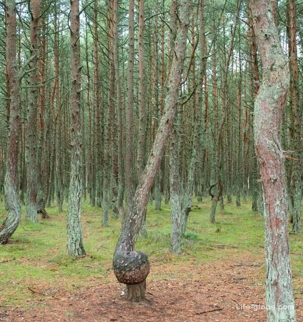 Dancing forest Kaliningrad