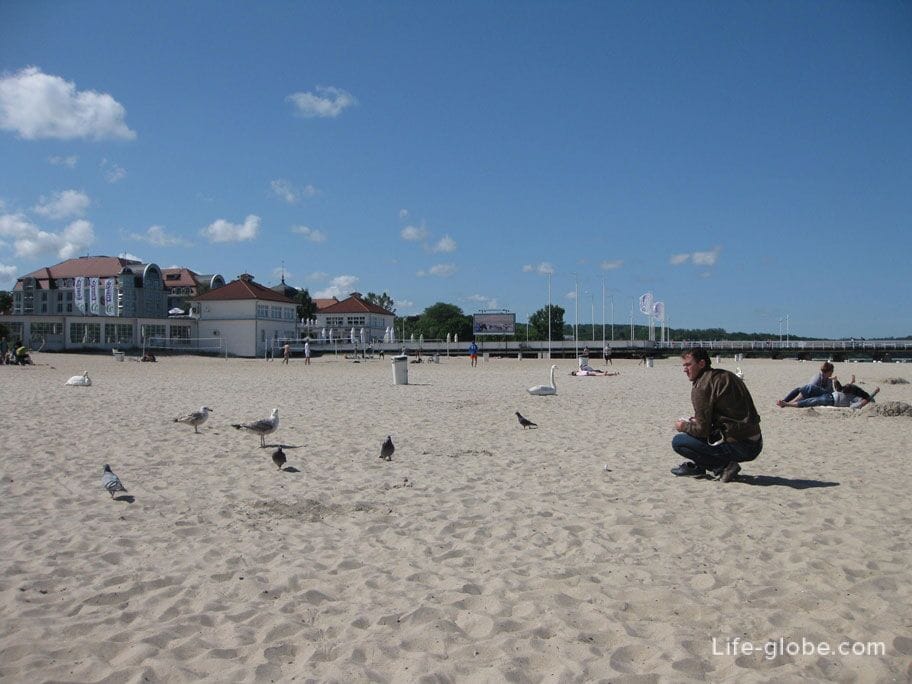 we feed the birds on the Sopot beach