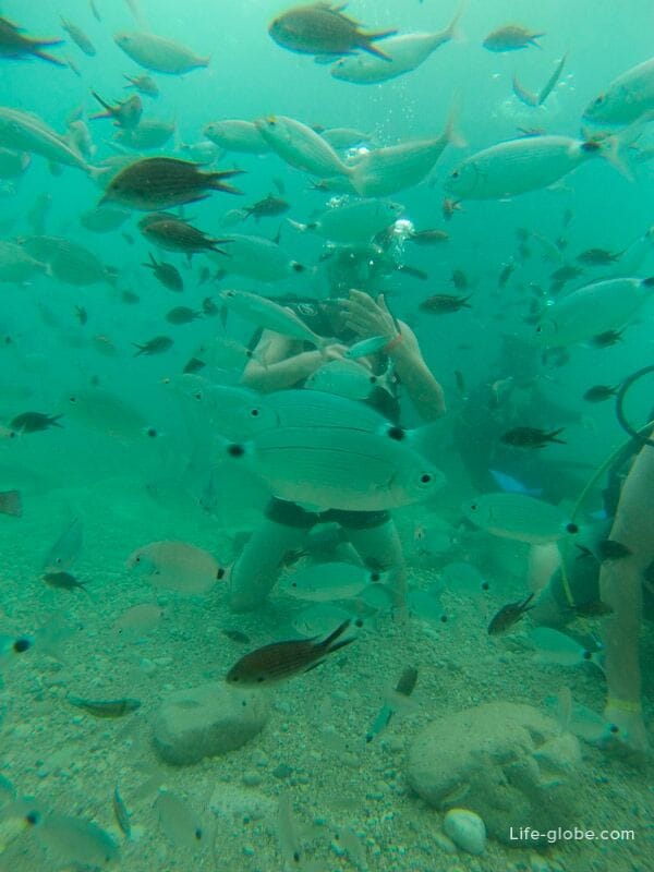 кормление рыбок под водой