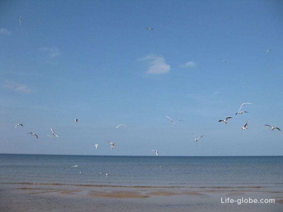 gulls over the sea surface in Jurmala